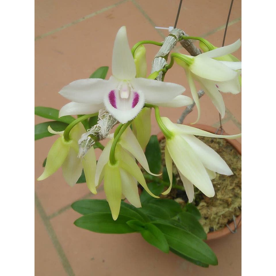 hoa phong lan 5ct phú thọ