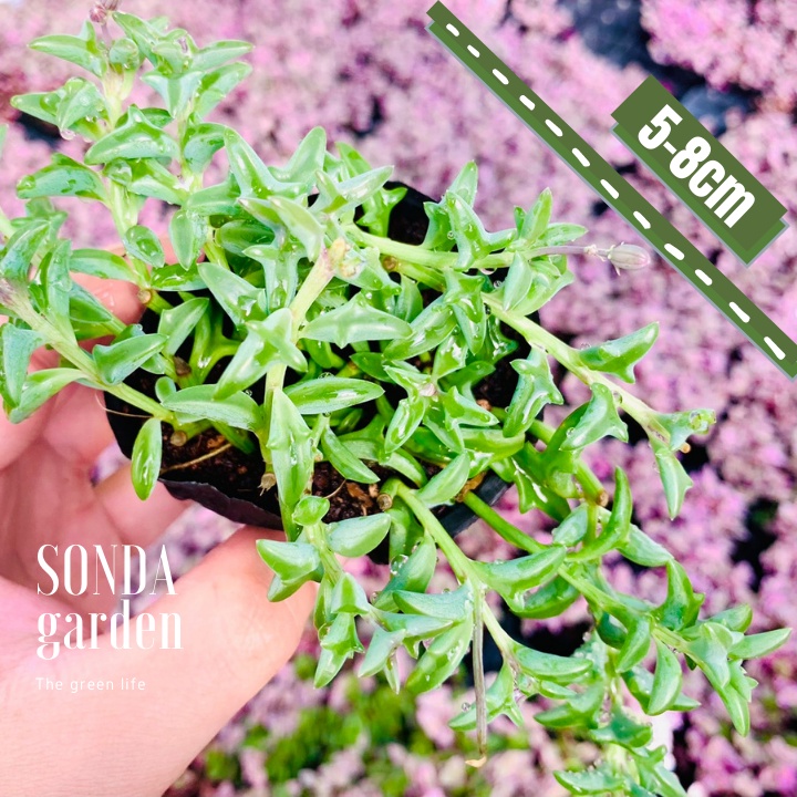 Sen đá cá heo SONDA GARDEN size bé 5-8cm, xuất xứ Đà Lạt, khoẻ đẹp, lỗi 1 đổi 1