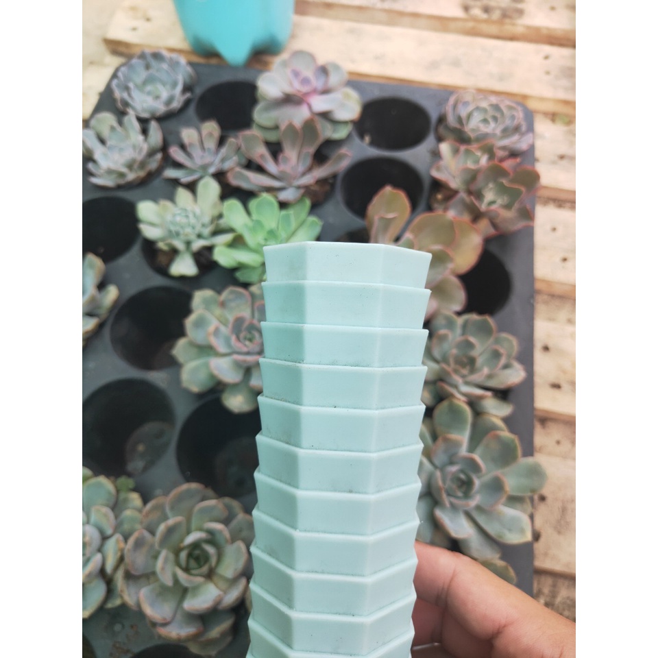 (FREESHIP) Combo 10 Chậu nhựa trồng sen đá, xương rồng  - 6x4cm - Mỏng - Dẻo