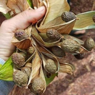 Hạt Đười Ươi bay 500g