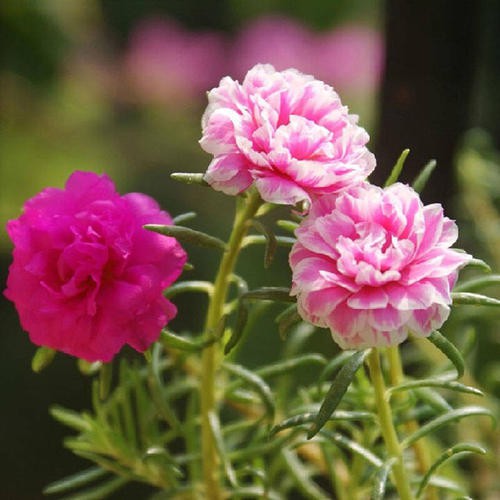 Combo 50 hạt giống mười giờ kép mix màu kèm deal đầy đủ