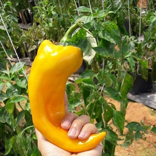 Hạt Giống Ớt Sừng - Tặng Kèm Phân Bón