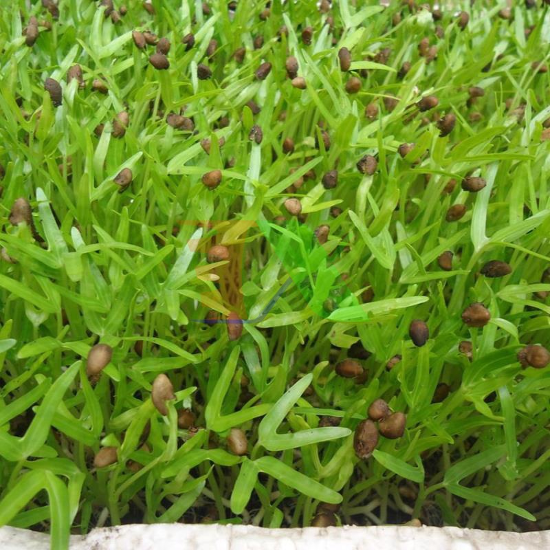 Hạt rau mầm rau muống Thái Lan siêu giòn ngọt