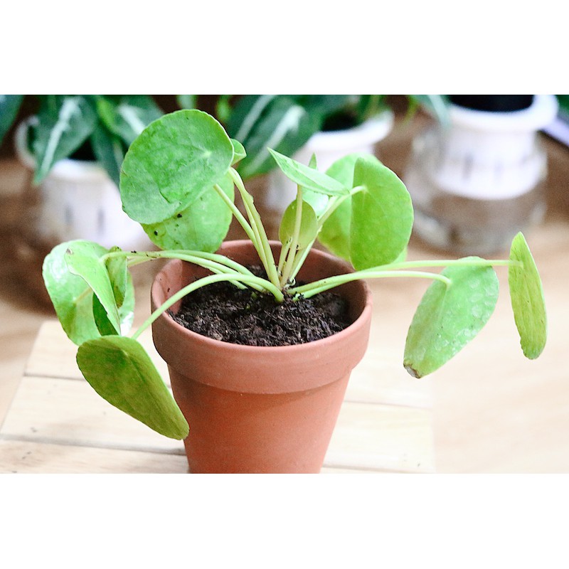 Cây Pilea Peperomioides (Chinese Money Plant, Cỏ Gương, Kim Tiền Trung Hoa, Đồng Tiền Trung Quốc) (Kèm chậu đất nung)