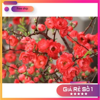 Hạt giống hoa mai đỏ bonsai trồng chậu LUCKY.VN