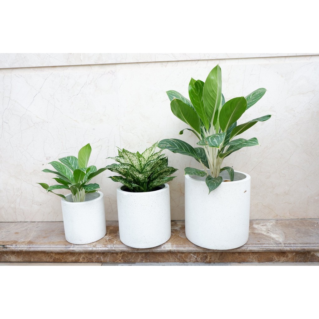 Chậu Đá mài Terrazzo BN1