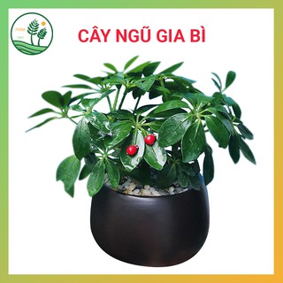 Cây Ngũ Gia Bì Đẹp Để Bàn - Tác Dụng Đuổi Muỗi