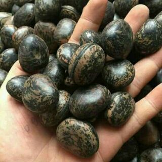 1kg Hạt đậu Lào ( khoảng 200 hạt)