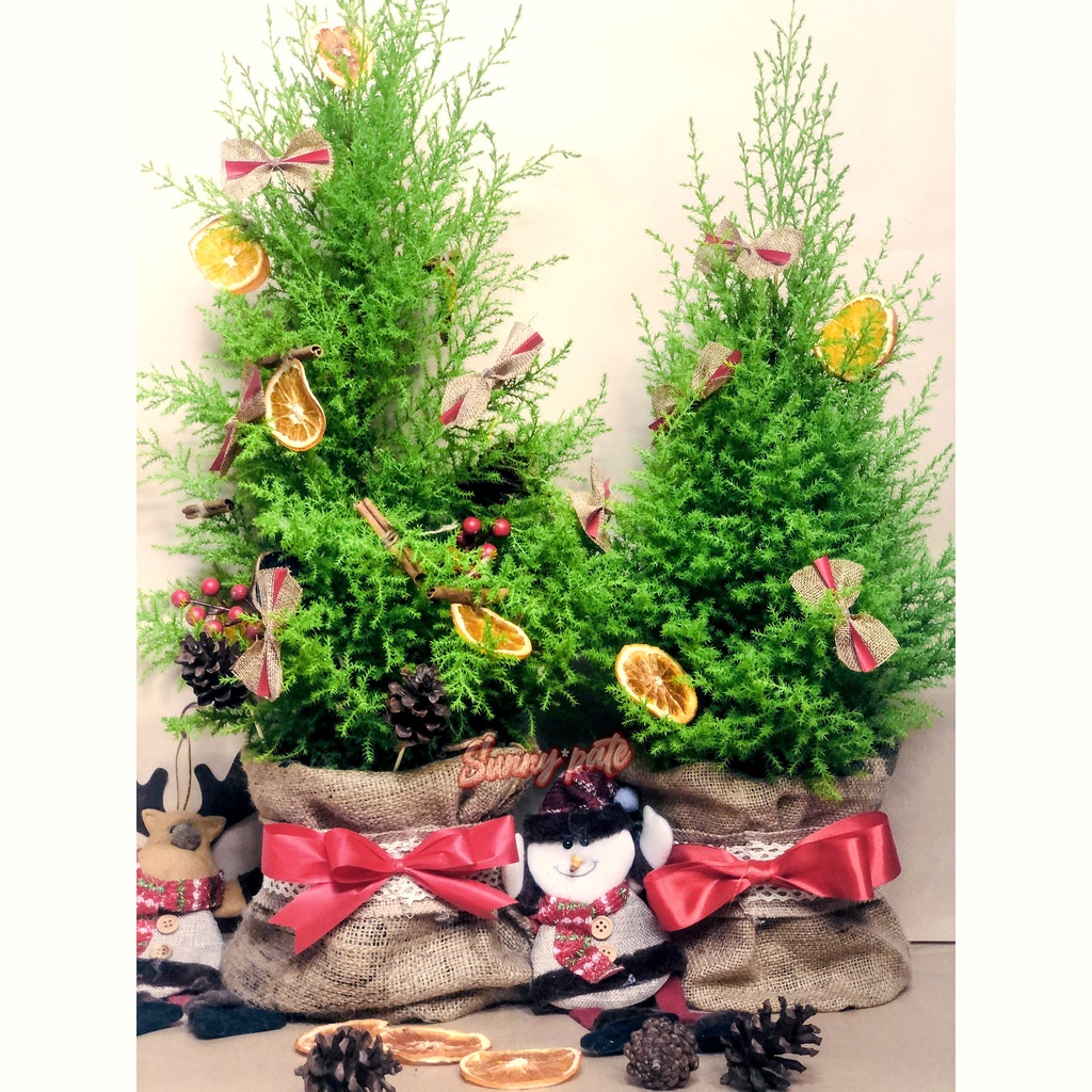 Cây thông noel thật có hương thơm thư giãn - Cây tùng thơm và Sơn tùng Noel 2022 - trang trí giáng sinh