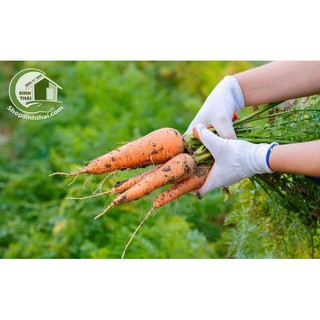Hạt giống củ cà rốt