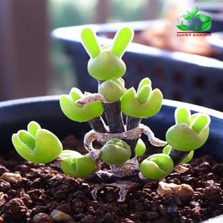 [GIÁ GỐC] Hạt giống CÂY TAI THỎ - 5 hạt