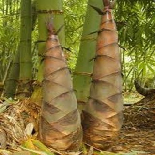 CÂY GIỐNG MĂNG TRE BÁT ĐỘ, CAM KẾT GIỐNG CHUẨN F1