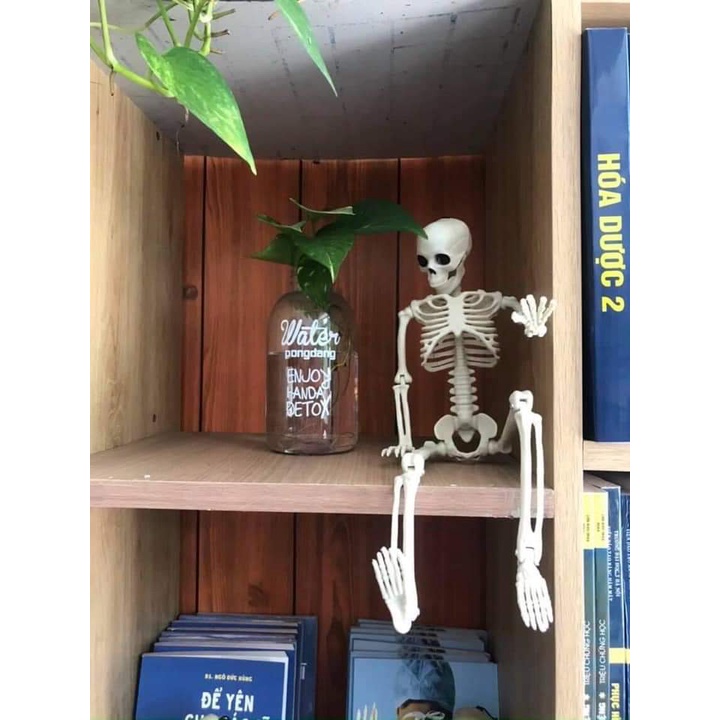 Mô hình xương người 3D