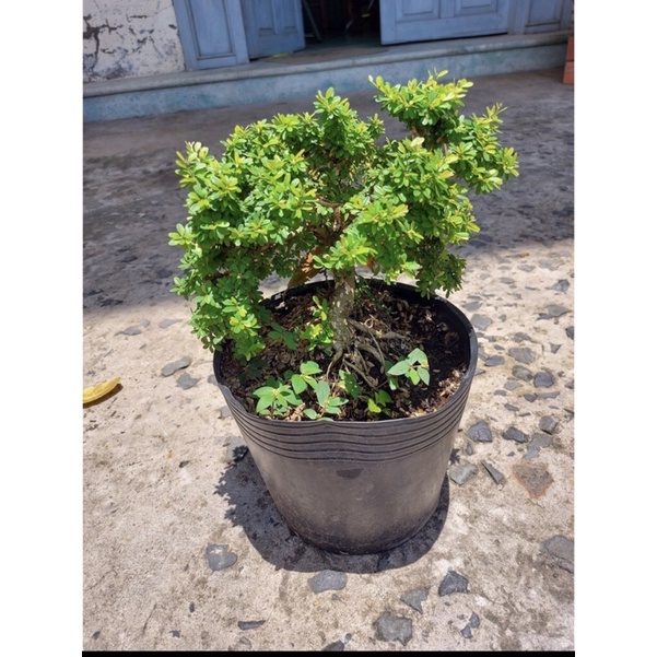 Caykiengsadec cây linh sam hạt gạo, bonsai mini sam hạt gạo tân phú, trang trí sân nhà
