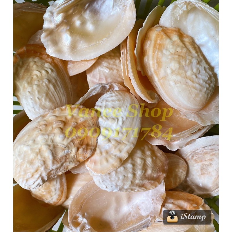 Vỏ bào ngư vàng 100gr