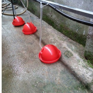 Máng uống tự động cho gà con