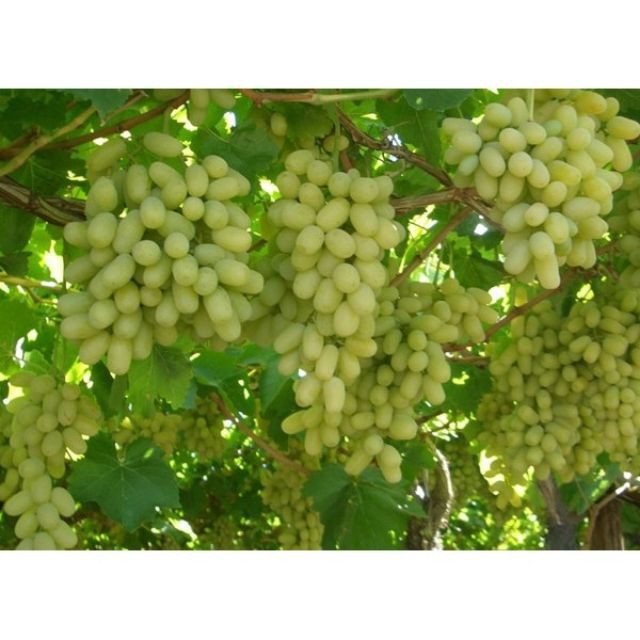 Hạt giống nho xanh leo giàn 10 hạt luckyseed hạt siêu rẻ