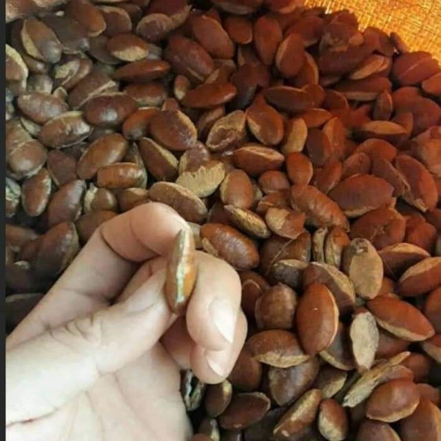 Hạt konia Tây Nguyên