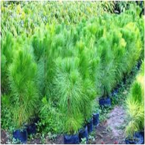 Cây giống cây thông caribe