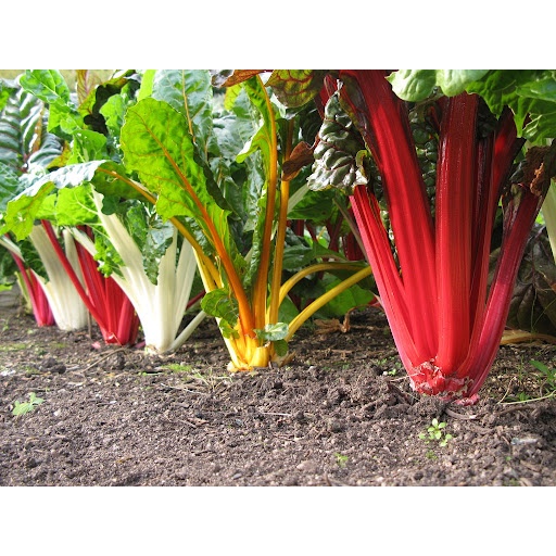 Hạt Giống Cải Cầu Vồng - Cải 7 Sắc 100 Hạt