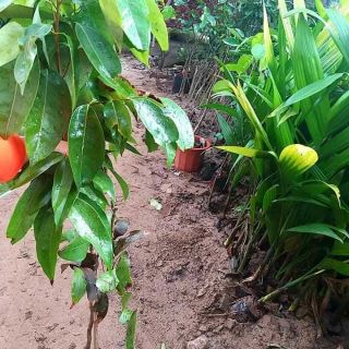 Cây giống chôm chôm