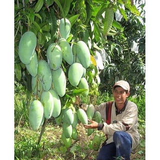 Cây giống xoài đài loan