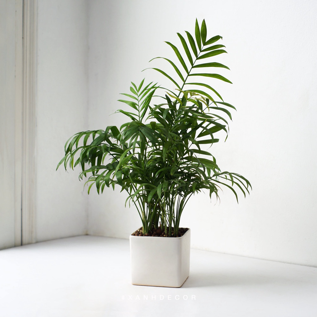 Cây Cau Tiểu Trâm - Parlour Palm size để bàn