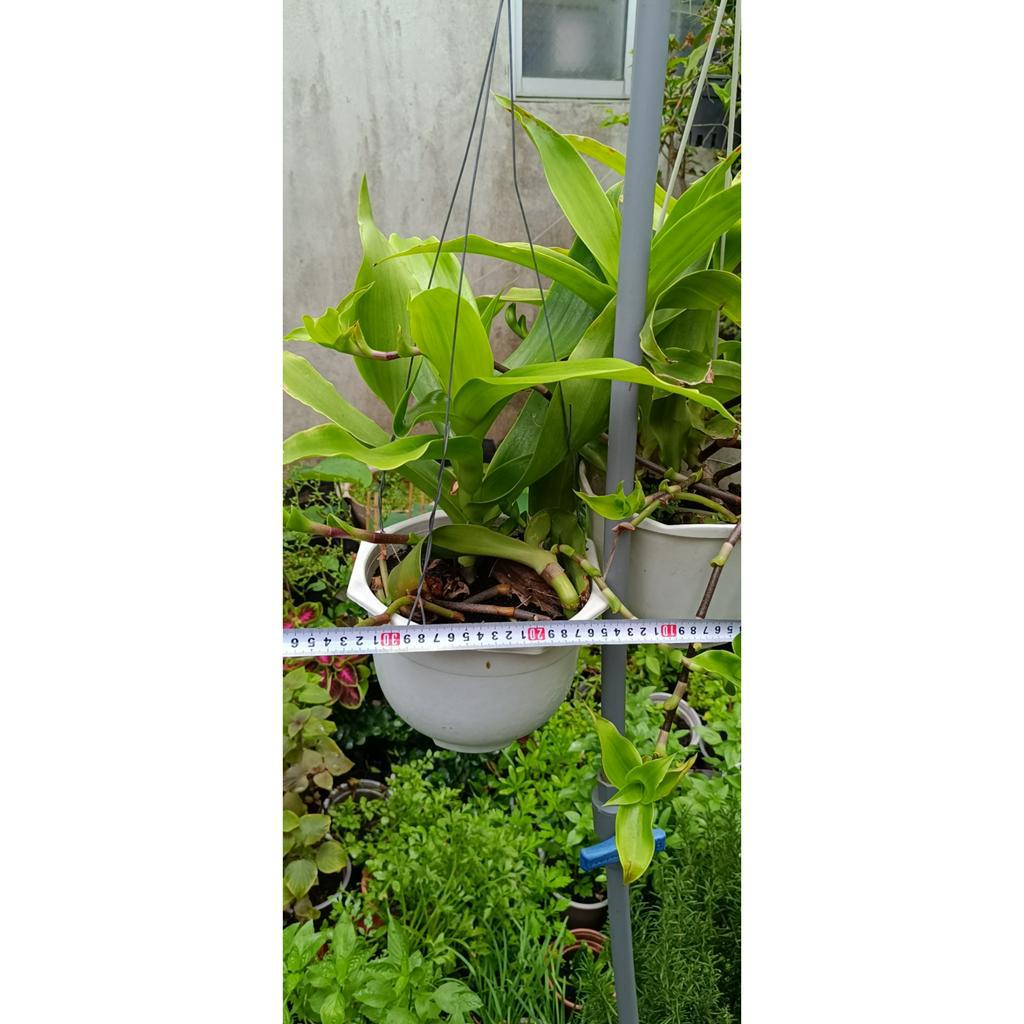 Cây Lược vàng có tên khoa học là Callisia fragrans ( lan vòi, lan rũ, cây bạch tuộc, trái lá phất dũ, giả khóm)