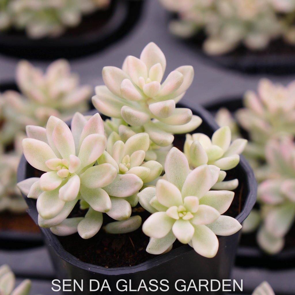 Sen đá kim tuyến var  7cm  GLASS GARDEN giống hình, khỏe, dễ trồng