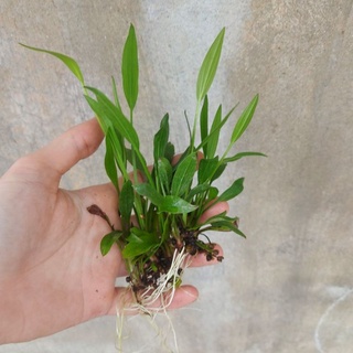 Hoa bách Thủy Tiên