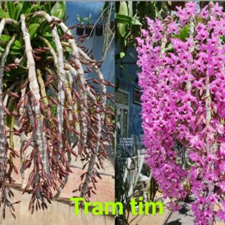 Trầm & giả hạc cây giống