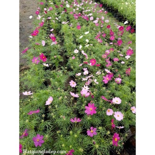 Hạt Giống Sao Nháy Mix - 50 Hạt
