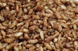 GẠP LỨC CHÁY TỎI