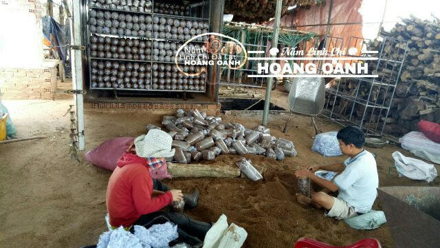 Nấm Linh Chi Đỏ còn nguyên bào tử 500g - Hồng Chi Đà Lạt | BigBuy360 - bigbuy360.vn