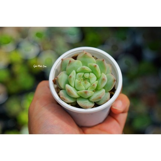 Sen đá baby trắng hư 1 đổi 1