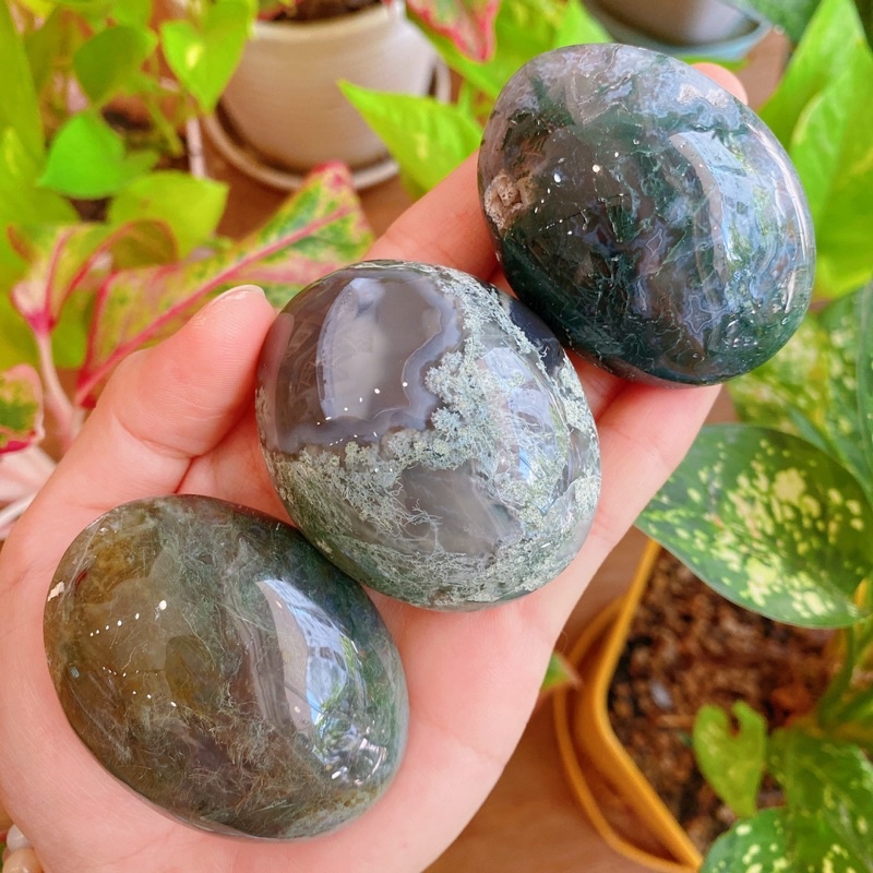 Palm đá Moss Agate