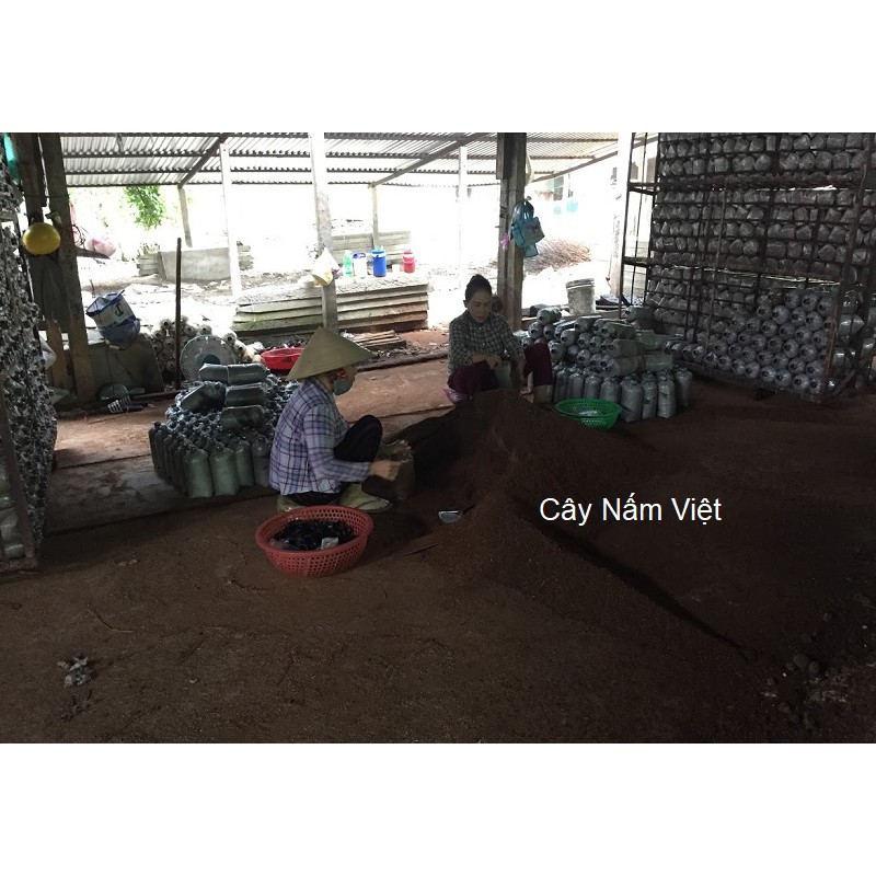 Nấm linh chi đỏ Việt Nam 500g (Nguyên bào tử) - Cây Nấm Việt | BigBuy360 - bigbuy360.vn