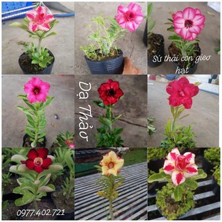 3 củ sứ 60k