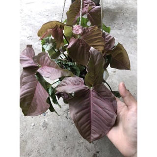 Caykiengsadec cây trầu bà Hồng treo + tặng phân bón