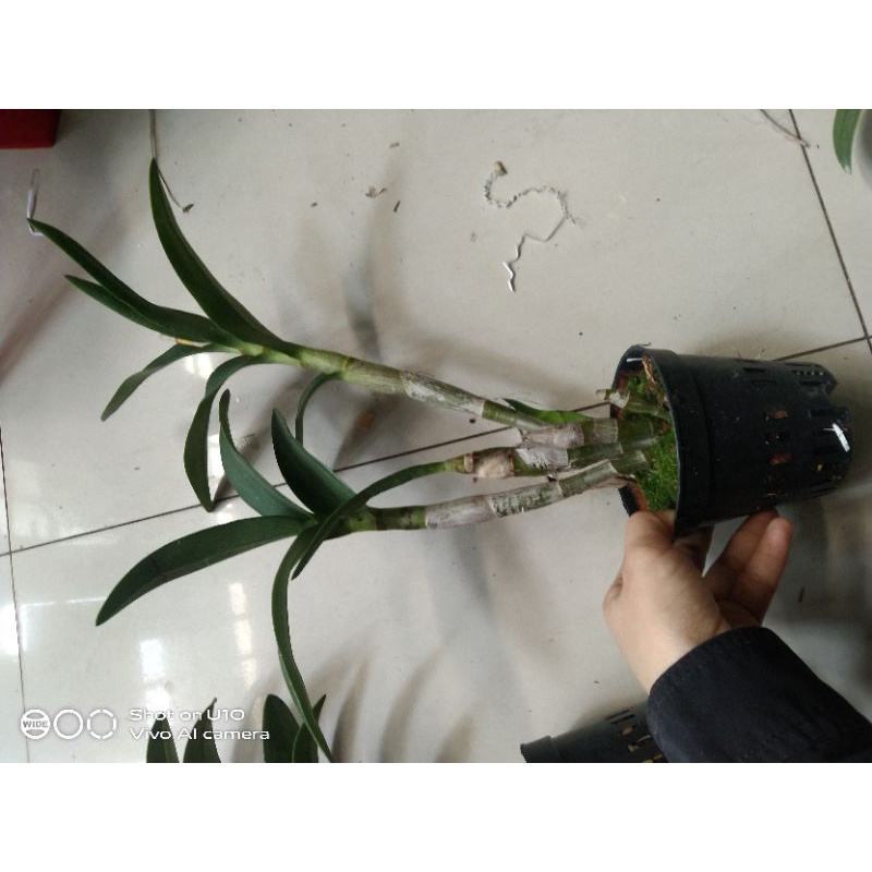 Denro chớp bịp chuẩn hoa