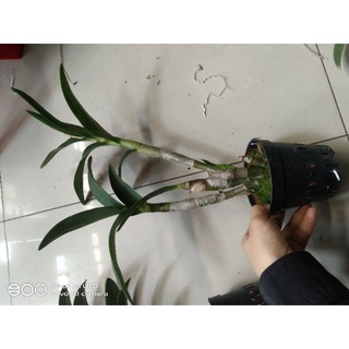 Denro chớp bịp chuẩn hoa