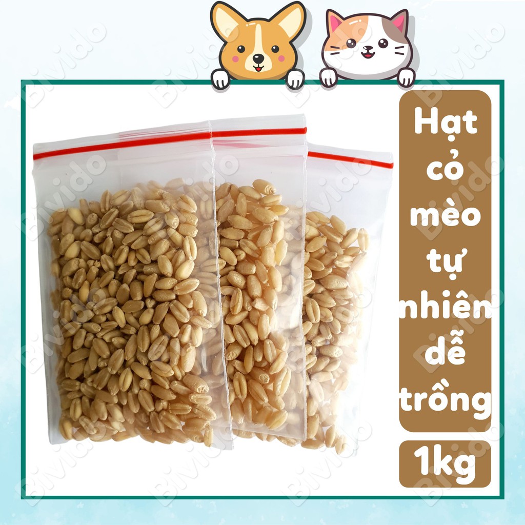 Hạt cỏ mèo trị búi lông dễ trồng túi zip 1kg - Bivido