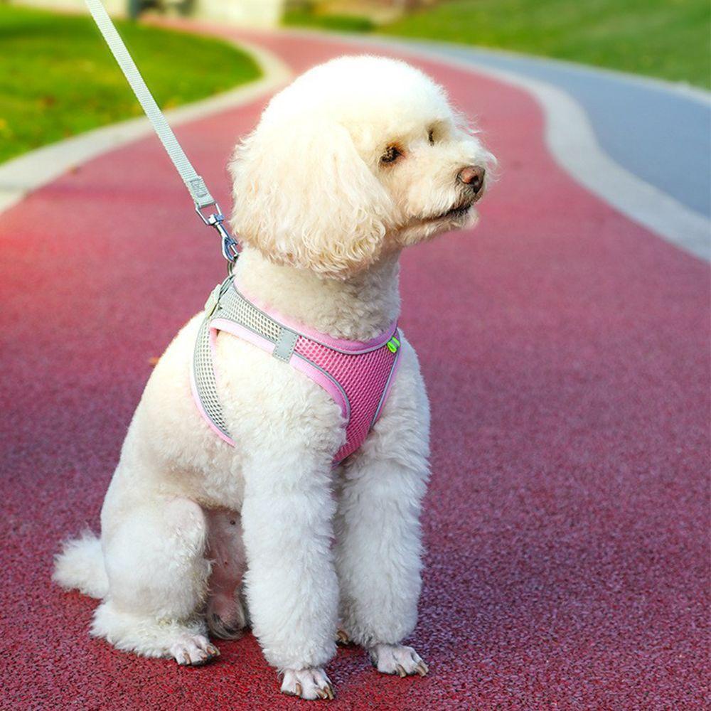 Dây Dắt Thú Cưng Đi Dạo Có Phản Quang Tiện Dụng