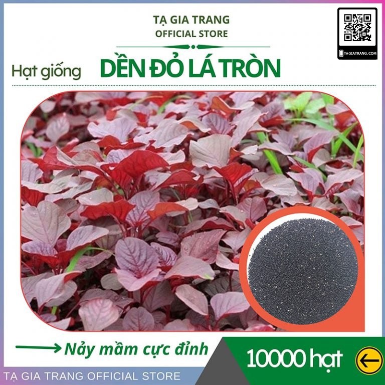 Hạt giống rau dền đỏ lá tròn - Shop hạt giống Tạ Gia Trang