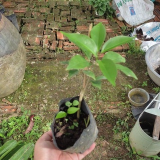 Cây hoa lan tỏi, hương thơm xua đuổi côn trùng, mua 3 tặng 1