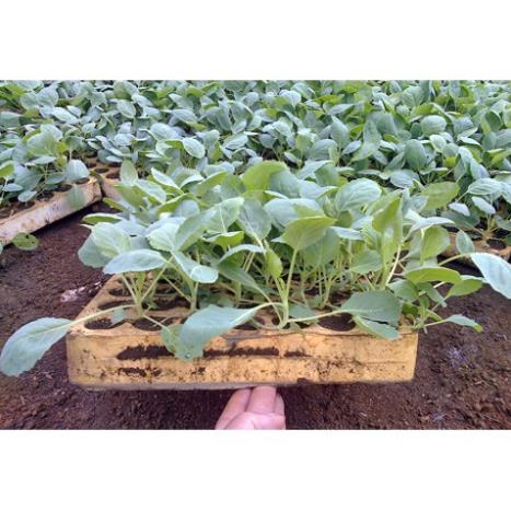 Hạt Giống Súp Lơ Xanh/ Bông Cải Xanh  - Dinh Dưỡng, Năng Suất Cao - MUA 3 TẶNG 1 CÙNG LOẠI