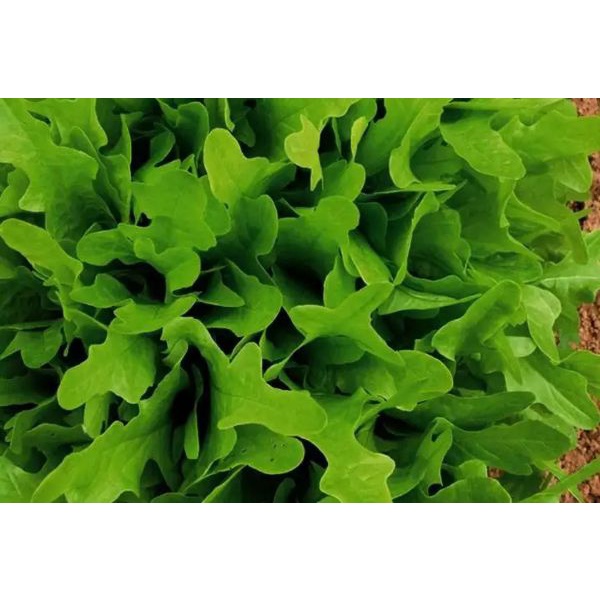 Phân Bón Lá SEAWEED Rong Biển 95% - Phân Bón Lá Hữu Cơ Rong Biển (10gr), phân hữu cơ rong biển