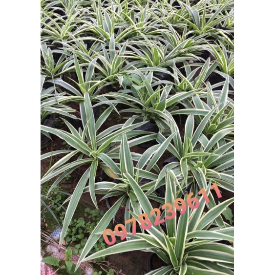 Cây cỏ bạch chỉ ảnh thật