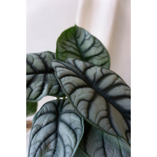 Alocasia Silver Dragon cây kiểng lá môn rồng bạc