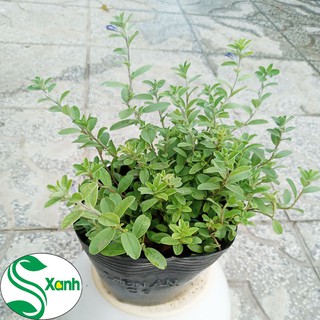 Hoa Thanh Tú - Cây Sân Vườn